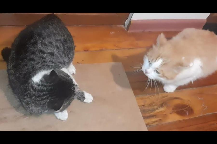 Кто агрессивнее - коты или кошки?