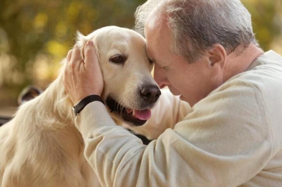 Исследование: собаки снижают риск развития деменции у пожилых людей на 40%