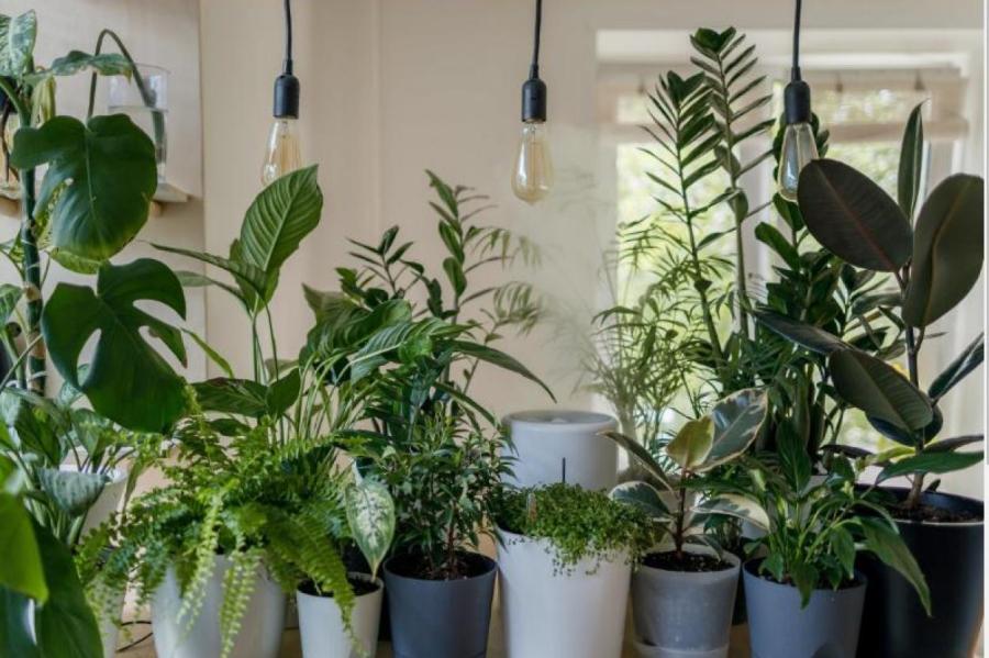 «Зеленые герои»: самые полезные комнатные растения