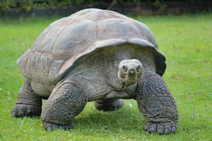 Самая старая черепаха в мире отметила 191-й день рождения: как ей живется?
