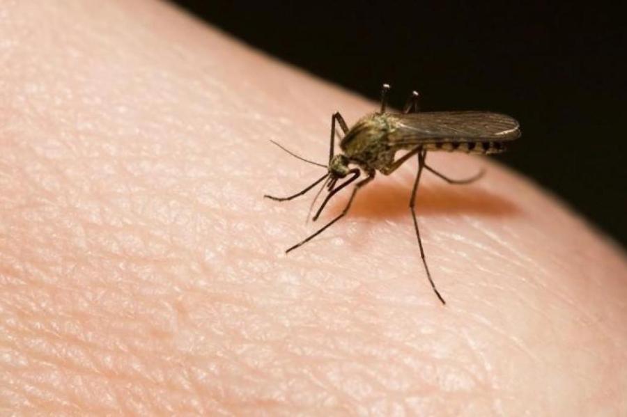 Когда-то самцы комаров сосали кровь. Но почем они потом стали веганами?