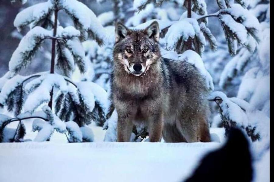 В Латвии меняют правила охоты на волков