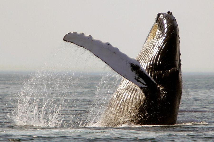 Искатели внеземного разума впервые пообщались с китом на его языке
