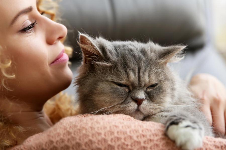 9 вещей, которые вам нужно знать о вашей кошке