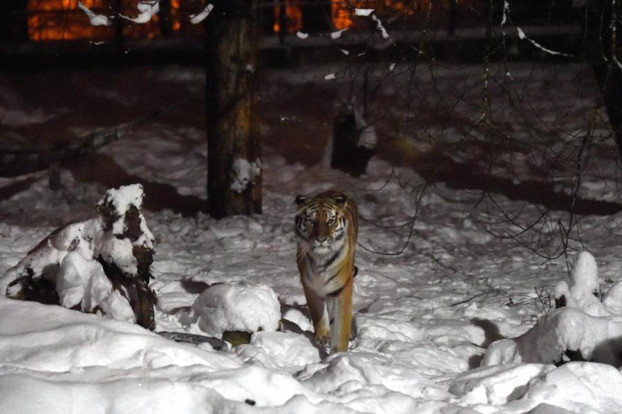 В Рижском зоопарке стартуют Зимние ночи