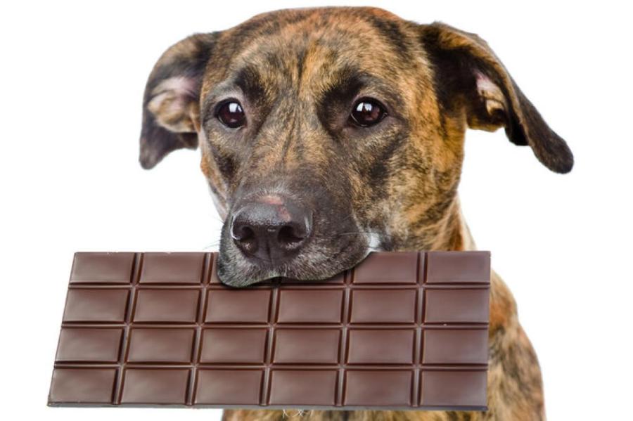 Сладость или гадость: почему домашним животным нельзя давать шоколад