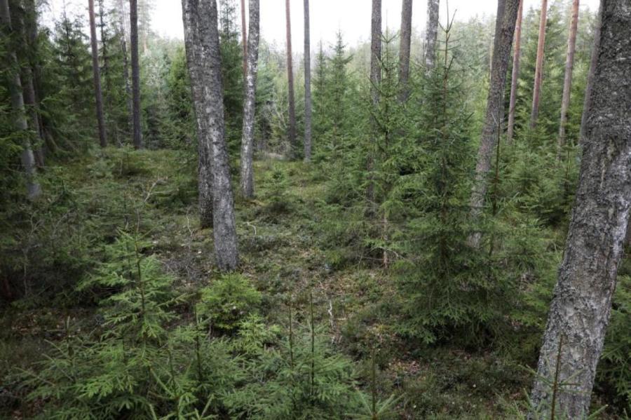 Начало следующего года будет очень трудным для всей лесной отрасли