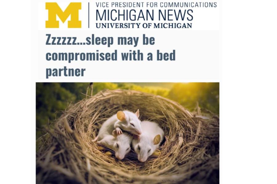 Американские мыши доказали, что супруги должны спать раздельно (ВИДЕО)