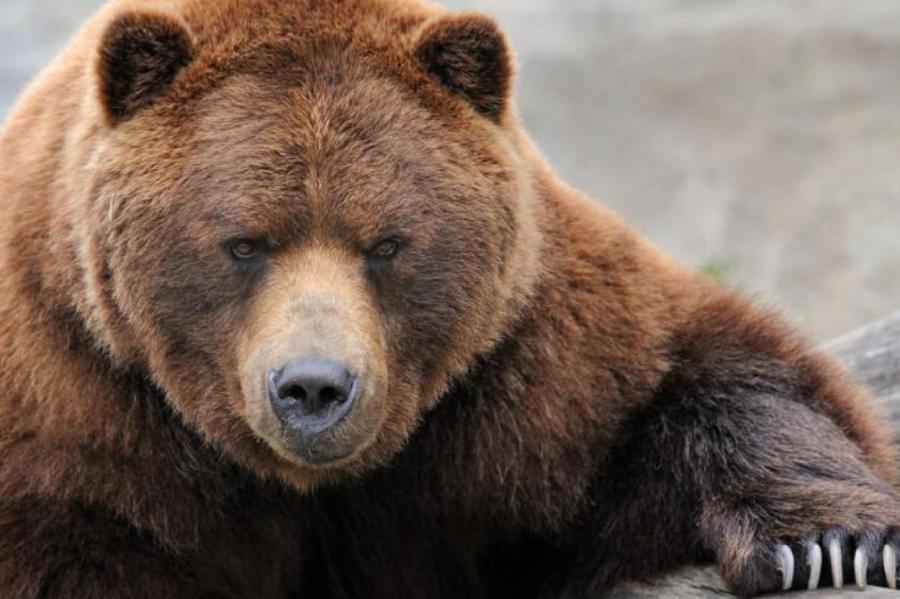 У медведей в спячке не образуются тромбы - исследование