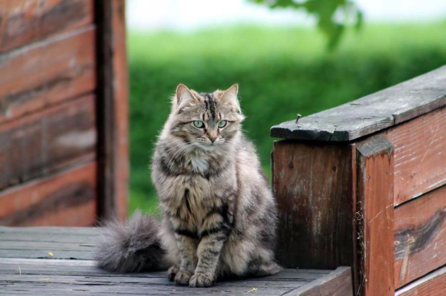 BB.lv: Чужая кошка пришла в ваш дом: приметы и суеверия