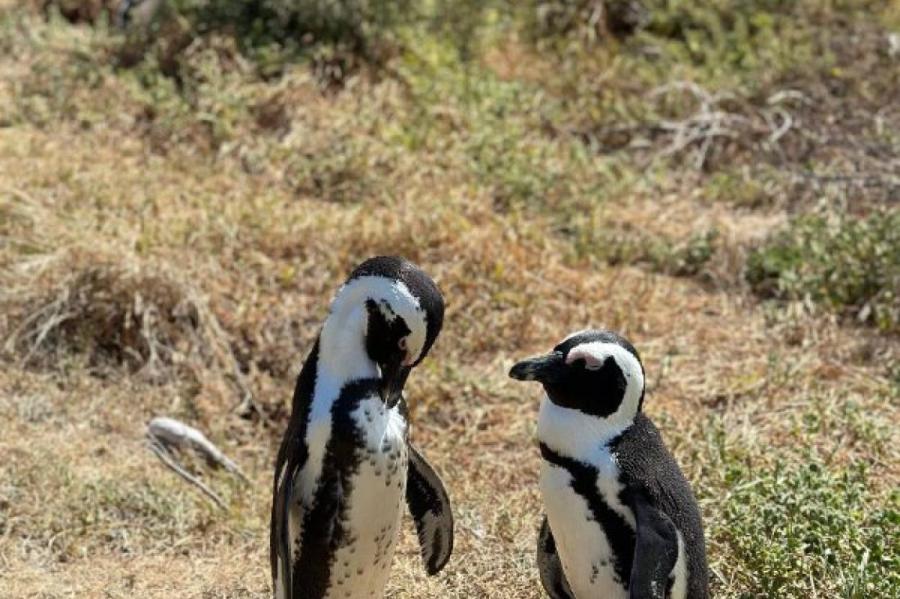 Зимняя ЮАР показывает пингвинов и карнавал (ВИДЕО)