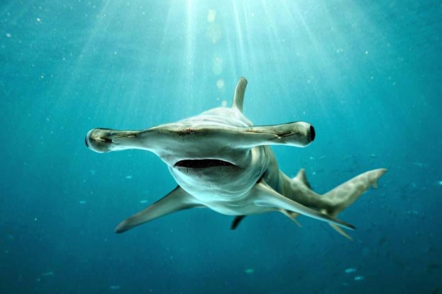 Почему у акулы-молота такая странная голова?
