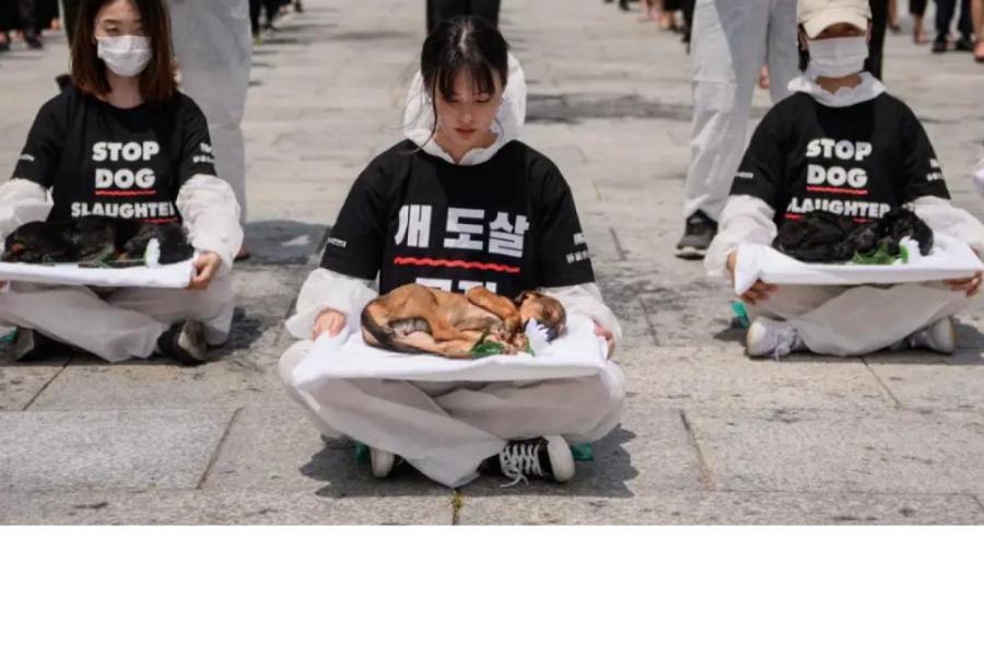 Собачью жизнь в Южной Корее научатся ценить к 2027 году (ВИДЕО)