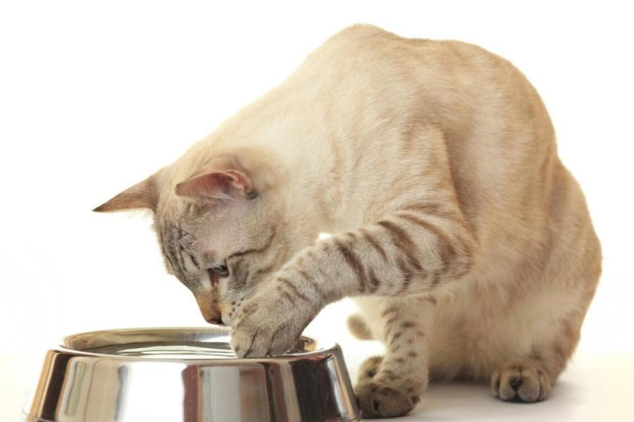 Зачем коты водят лапками по полу перед питьем