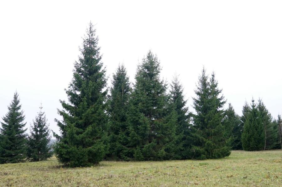 В прошлом году в лесах также была выявлена незаконная вырубка елок