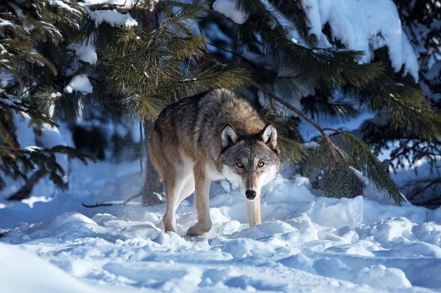 Латвийским охотникам дали добро на убийство волка. Вполне конкретного. Достал!