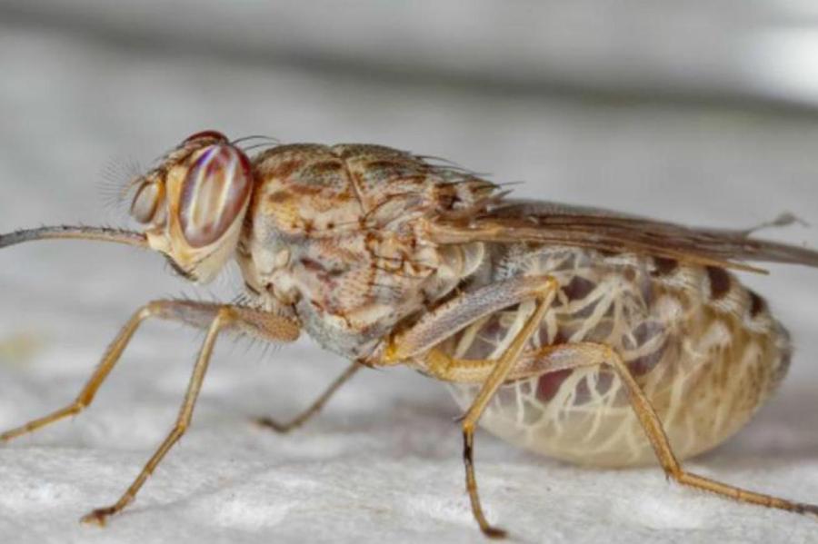 «Неуловимые»: почему так трудно убить муху