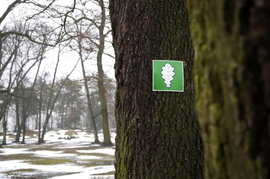 За год в Латвии обнаружили сотни деревьев-великанов