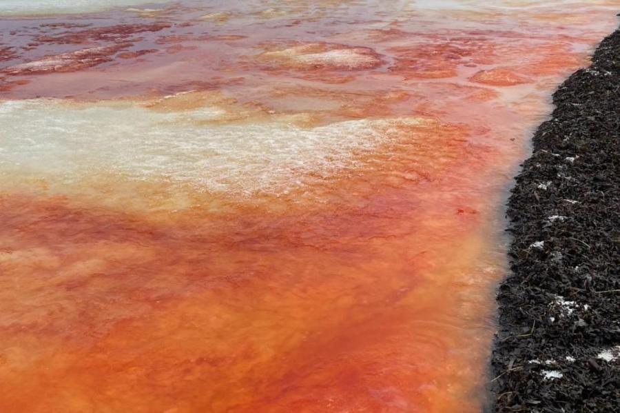 Море в Юрмале окрасилось в кровавый цвет: что случилось?
