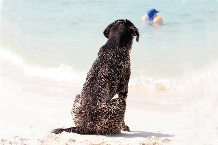 В Юрмале вступил в силу штраф за собак на пляжах, в парках и на площадках