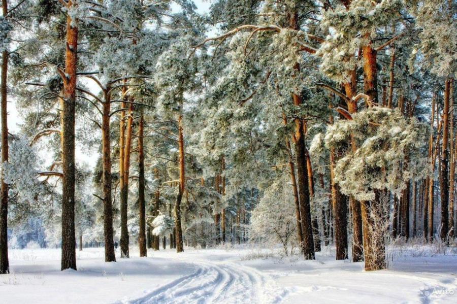 С чем дальше в лес? Латвийская отрасль на фоне антироссийских санкций
