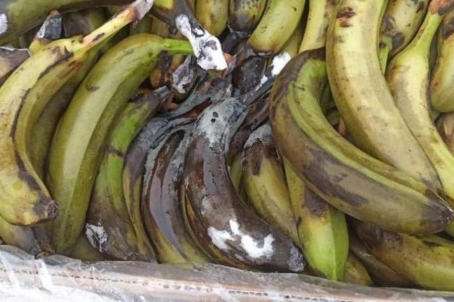 Скандал в ВСУ: защитников Украины кормят гнилыми бананами (ВИДЕО)