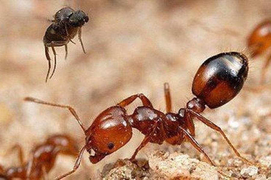 Как муравьи заставляют львов сменить меню
