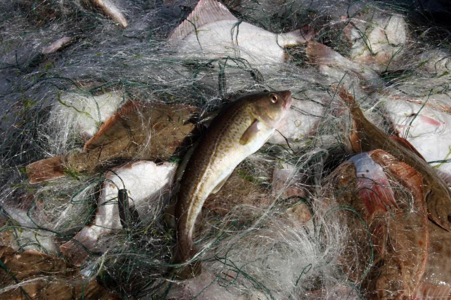 Год будет тяжелым для наших рыбаков: квоты на вылов рыбы сокращены еще больше
