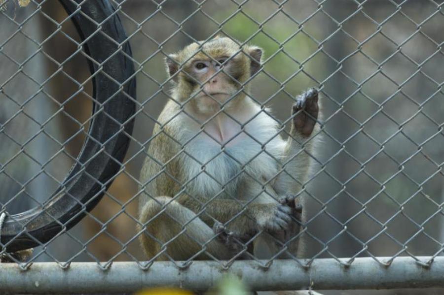 В США построят ферму по разведению 30 тыс. обезьян для медицинских экспериментов