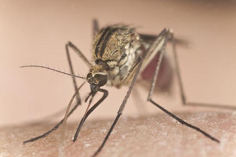Почему комары так противно жужжат прямо нам в уши?