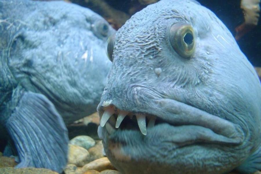 Удивительная рыба с лицом, похожим на человеческое: как она живет и чем питается