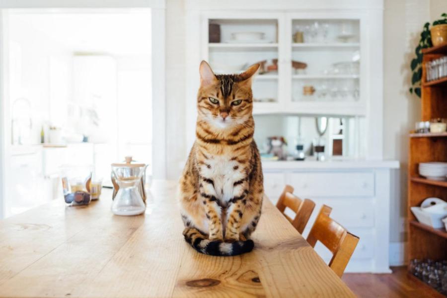 Как отучить кота ходить по столам