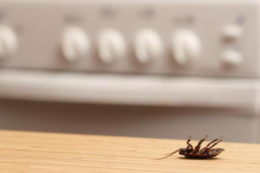 Тараканов губят вышки мобильной связи?