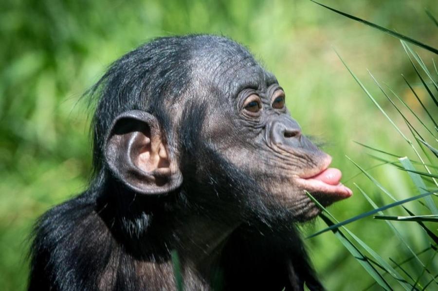 Оказалось, что у некоторых приматов есть чувство юмора