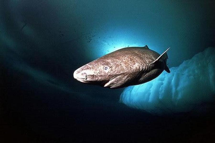 В Мамонтовой пещере обнаружены два новых вида акул возрастом 325 миллионов лет