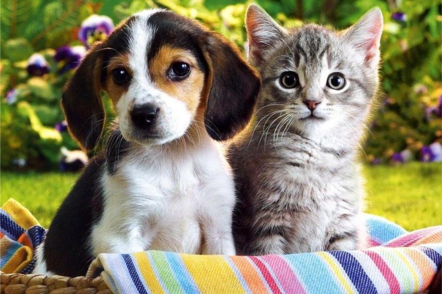 Почему кашляют собаки и кошки