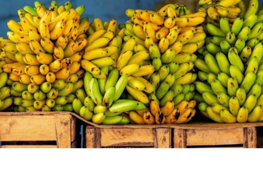 В эквадорские бананы для РФ залетела муха «украинского» происхождения (ВИДЕО)