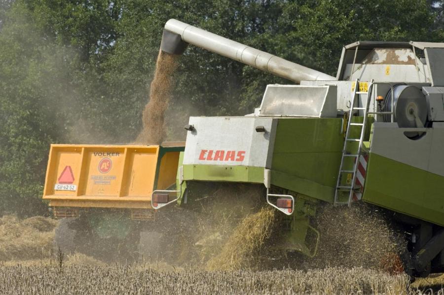 Неурожай: Латвия из зерновой державы превращается в картофельную  