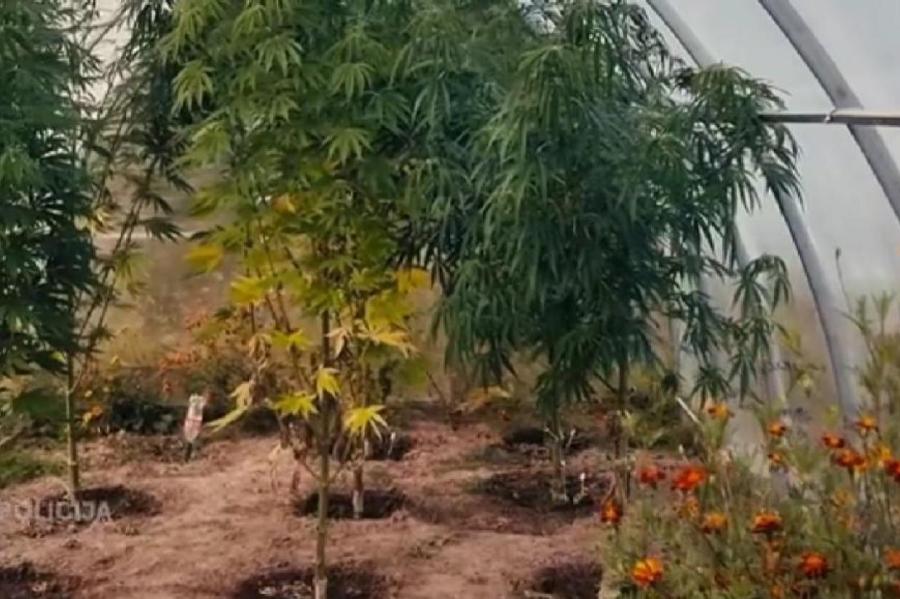 В прошлом году полиция обнаружила 18 ферм, выращивающих марихуану