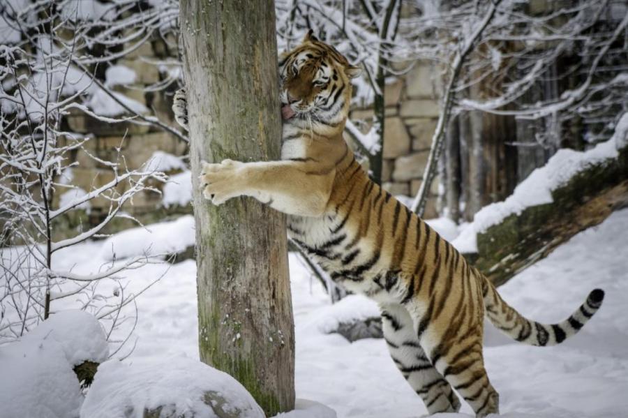 Рижский тигр Август отпразднует день рождения, ему готовят особый сюрприз