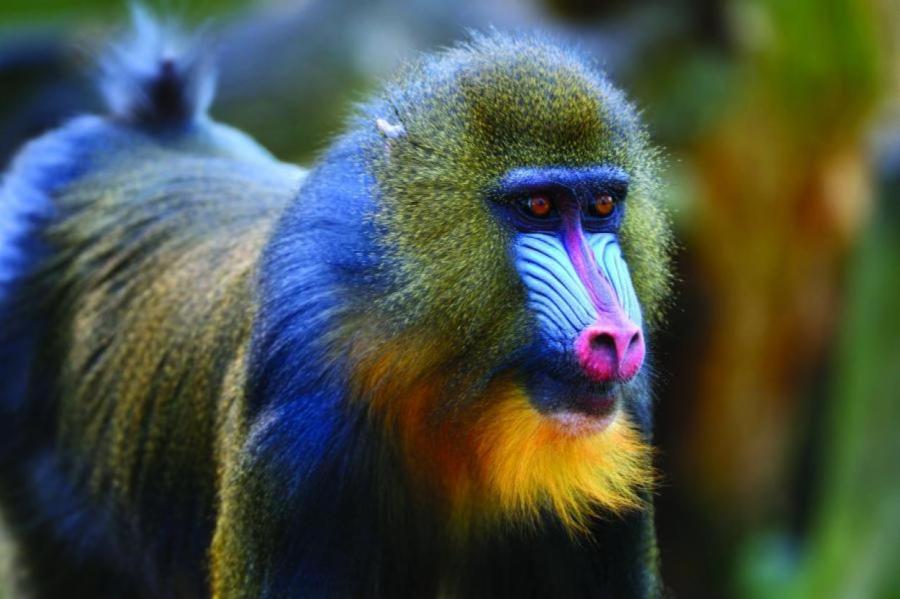 Загадка природы: почему сегодня обезьяны не эволюционируют в людей