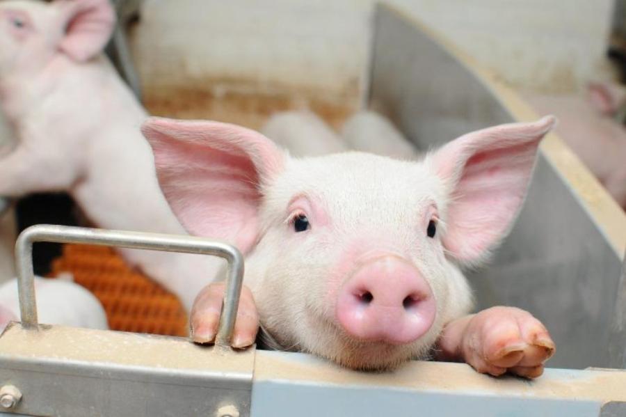 В Японии родилась свинья, чьи органы пересадят человеку