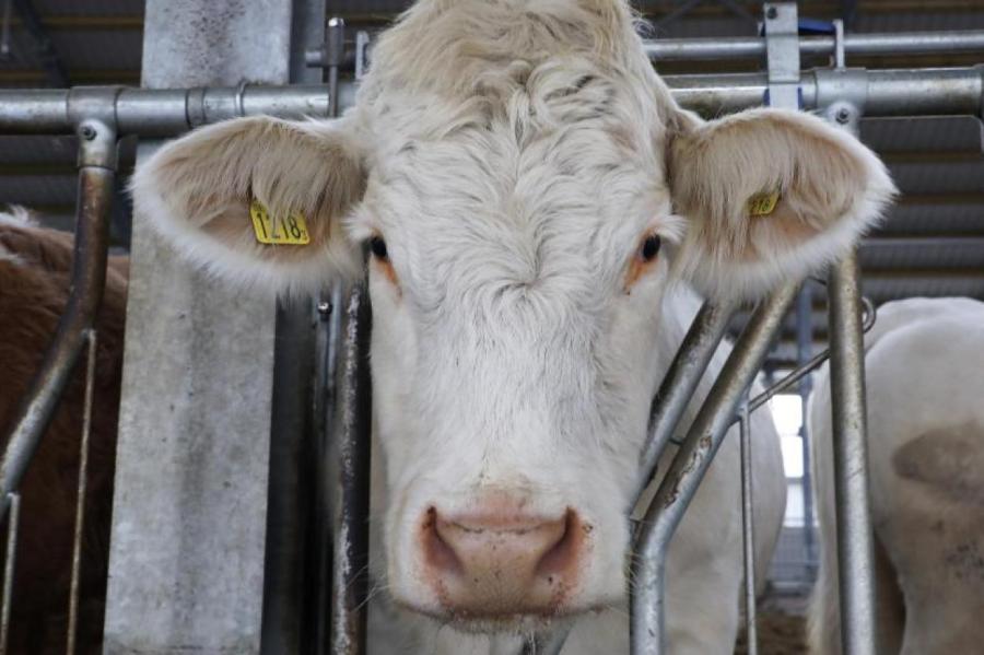 Ученые выяснили, почему якутские коровы не мерзнут при минус 60 ℃