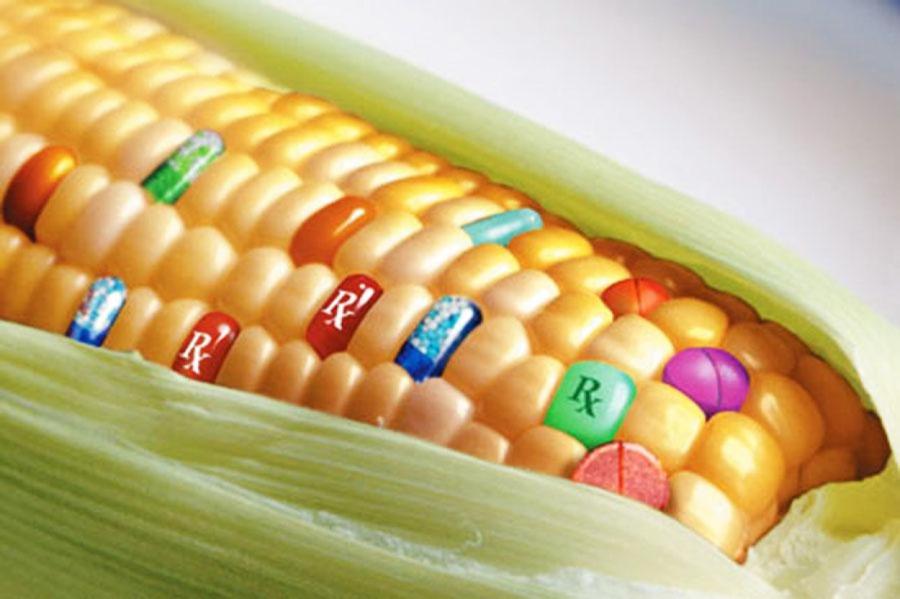 С чем едят ГМО: в тарелках жителей Латвии нашли трансгенные организмы