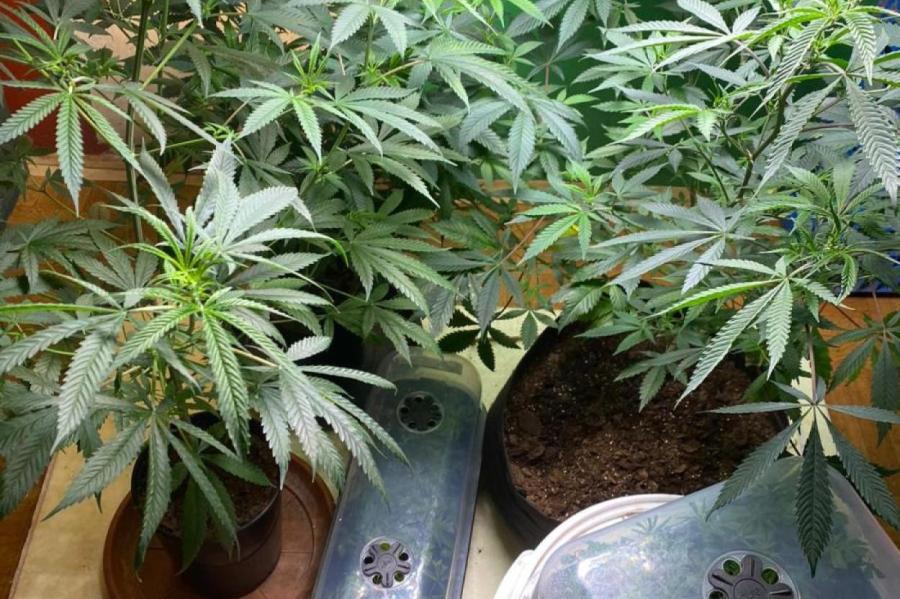 В Рижском регионе нашли плантацию марихуаны с с оборудованием на миллион евро