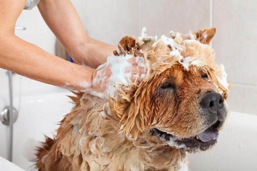 Можно ли мыть домашних животных шампунем для людей?