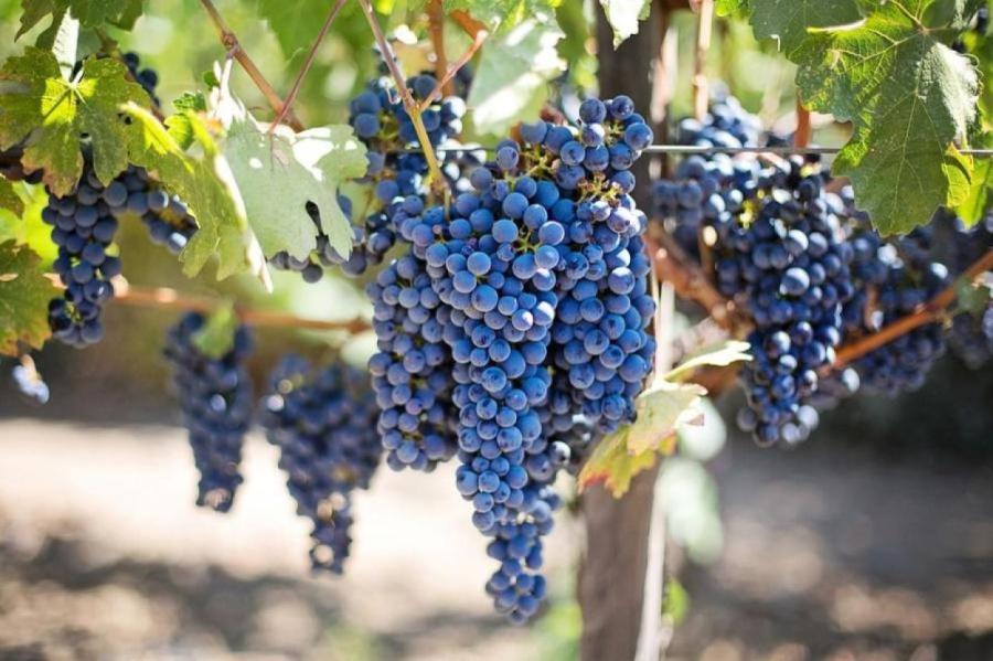 Почему в мире снова вырубают виноградники?