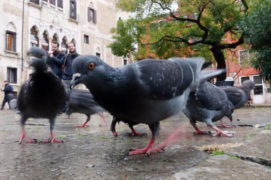 Крылатая угроза: правда ли, что голуби переносят опасные инфекции