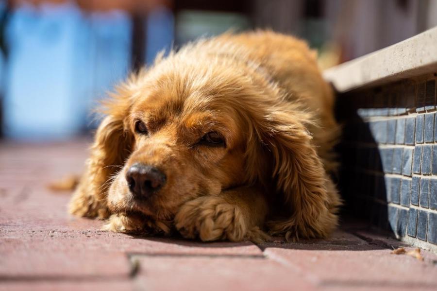 Запрещено держать собак на привязи: новые требования к содержанию животных