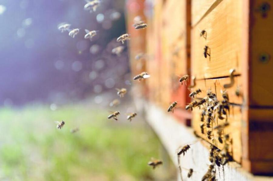 Матч Зверева и Алькараса в Индиан-Уэллсе был приостановлен из-за нашествия пчёл